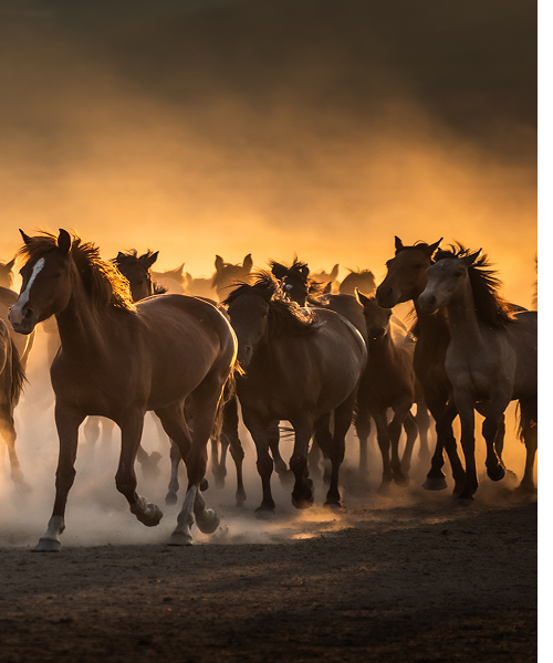 A group of horses running energetically in the sunlight